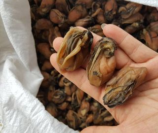 牡蠣烘干工藝