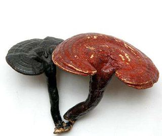 靈芝烘干工藝