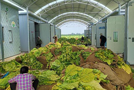 河南許昌襄城縣王洛鎮中煙空氣能烤房實驗基地